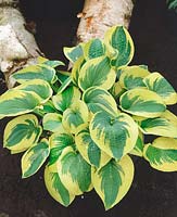 Hosta Wide Brim