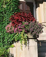 Mix/Gemischt SCAEVOLAS / COLEUS / PELARGONIUM