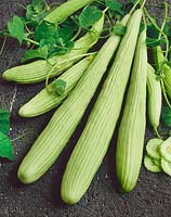 Cucumis sativus Armenian