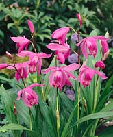 Bletilla striata