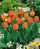 Tulipa Triumph Annie Schilder