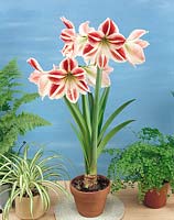 Amaryllis Prince Carnaval