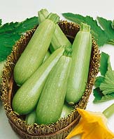 Zucchini / Cucurbita pepo con. giromontiina