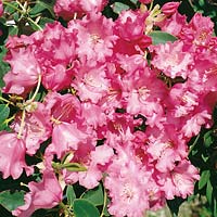 RHODODENDRON KARIN