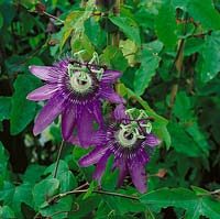 Passiflora Amethyst