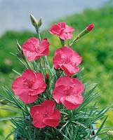 DIANTHUS CROSSOVER