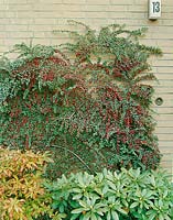 Cotoneaster horizontalis