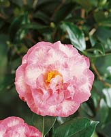 Camellia Betty Sheffield