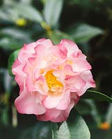 Camellia Nuccio´s Jewel