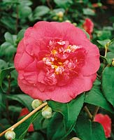 Camellia R.L. Wheeler