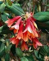 RHODODENDRON LADY CHAMBERLAIN
