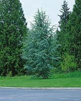 Cedrus atlantica Glauca