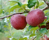 Apfel / Malus domestica Richelieu