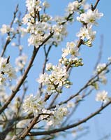 Pflaume/Zwetschke TREE FLOWERING / DETAIL