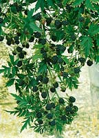  Rubus fruticosus Thornless Evergreen