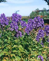 Aconitum carmichaelii