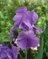 Iris x germanica Pacific Panorama