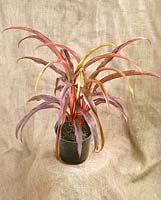 Cordyline Rooster Tail