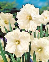 Narcissus Split-Corona Colblanc