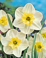 Narcissus Papillon Blanc