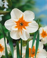 Narcissus Papillon Burning Heart