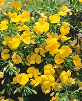 PULTENAEA PEDUNCULATA 'GLENLUCE  GOLD'