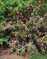 Weigela Carnaval ® Courtalor