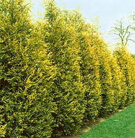 x Cuprocyparis leylandii Castlewellan Gold