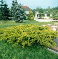 Juniperus x pfitzeriana Old Gold