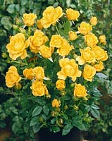 Rosa Benson & Hedges Gold ®