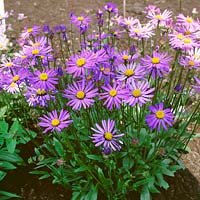 Aster tongolensis Berggartenzwerg