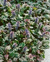 Ajuga reptans Variegata