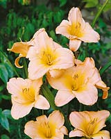 HEMEROCALLIS PINK PRELUDE / ETCHED IN GOLD