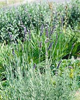 Lavandula x allardii