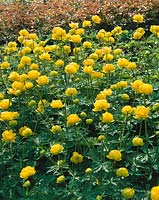 Trollius chinensis Golden Queen