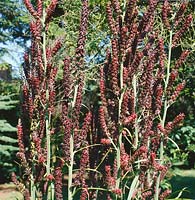 Veratrum nigrum