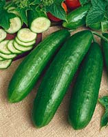 Gurke / Cucumis sativus