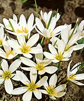 ZEPHYRANTHES CANDIDA