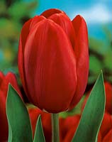 Tulipa Single Early Prominence
