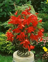 Begonia pendula Red in pot