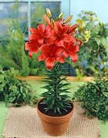 Lilium Prominence Type