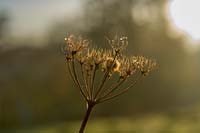 seedheads in autumn