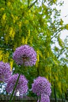 Abbey House Garden, Wiltshire, UK. Early summer, Alliums in the Laburnum Tunnel