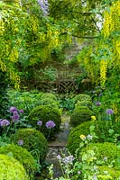 Barnsley House Gardens, Glos., UK. Former garden of Rosemary Verey, Allium 'Purple Sensation' planted beneath Laburnum archway