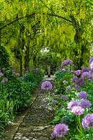 Barnsley House Gardens, Glos., UK. Former garden of Rosemary Verey, Allium 'Purple Sensation' planted beneath Laburnum archway