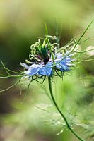 Nigella damascena ( Love in a Mist )