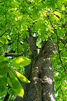 Early Horse Chetsnut leaves ( Aesculus hippocasteanum )