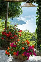 Tubs of Bizzie Lizzies in garden with view of Moneglia in Liguria, Italy