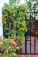 Thunbergia alata, 'Black-eyed Susan' climbing over gate in small patio garden