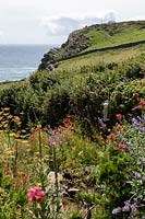 Coastal seaside garden with wildflowers and annuals, Devon